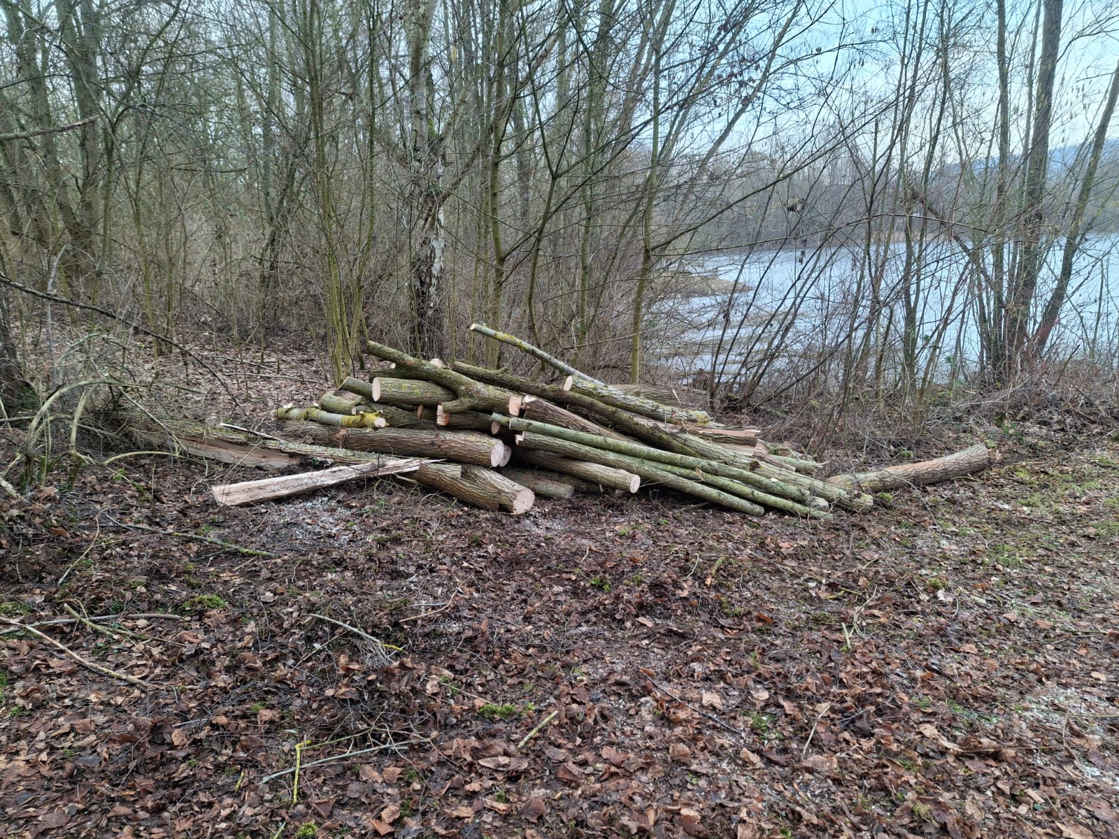 Brennholzauktion am 14.03.26