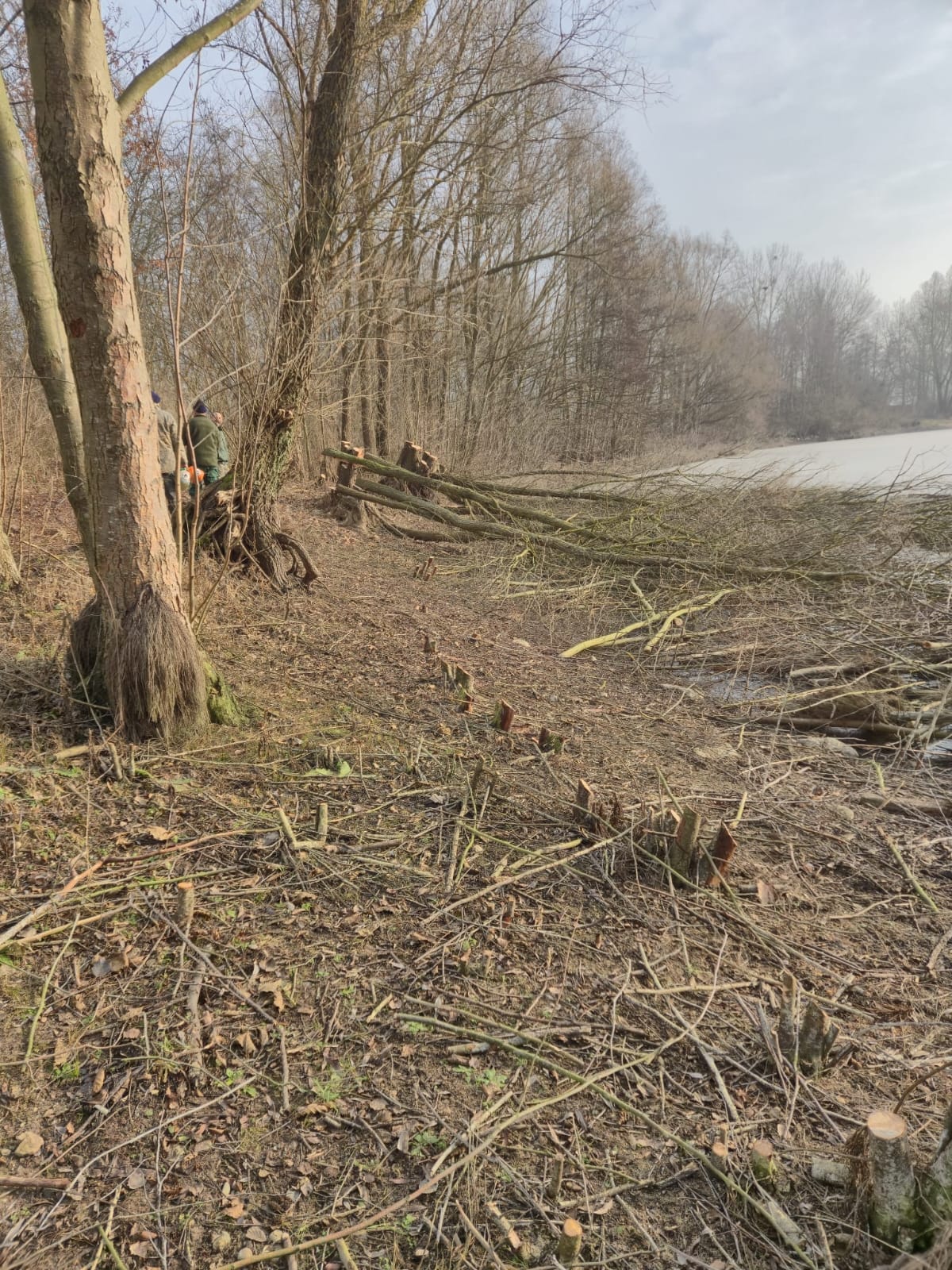 Warum haben wir die Schilfzonen freigeschnitten?